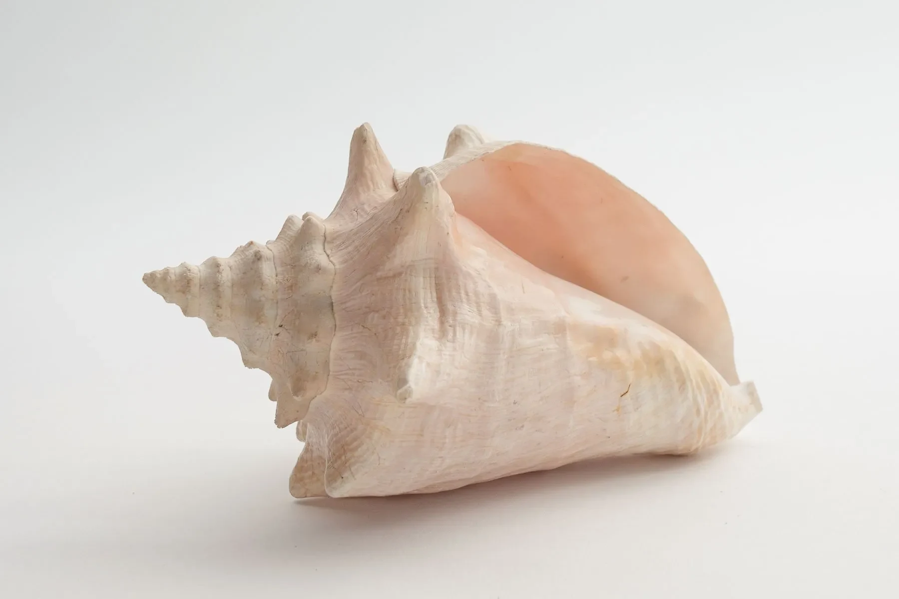 Conch